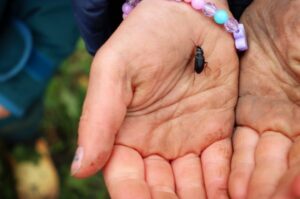 Schwarzer Käfer sitzt auf der offenen Hand eines Kindes mit buntem Armband während einer Wildsafari.