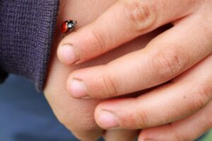 Marienkäfer krabbelt über die Hand eines Kindes bei einer Entdeckungstour durch die Natur.