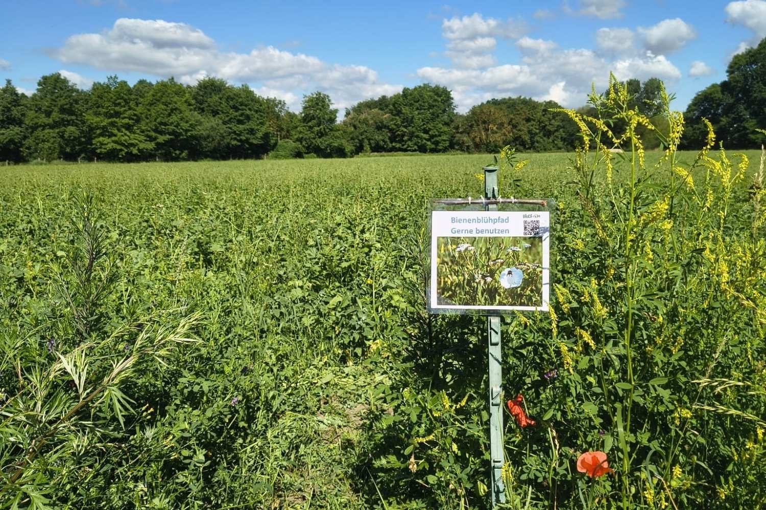 Weite Blühfläche mit einem schmalen Bienenblühpfad im Vordergrund. Rechts steht ein Schild mit der Aufschrift „Bienenblühpfad – Gerne benutzen“. Rundherum wachsen verschiedene Wildpflanzen und einzelne gelbe Blüten. Im Hintergrund erstreckt sich eine grüne Wiese vor einem dichten Waldrand unter blauem Himmel mit weißen Wolken.