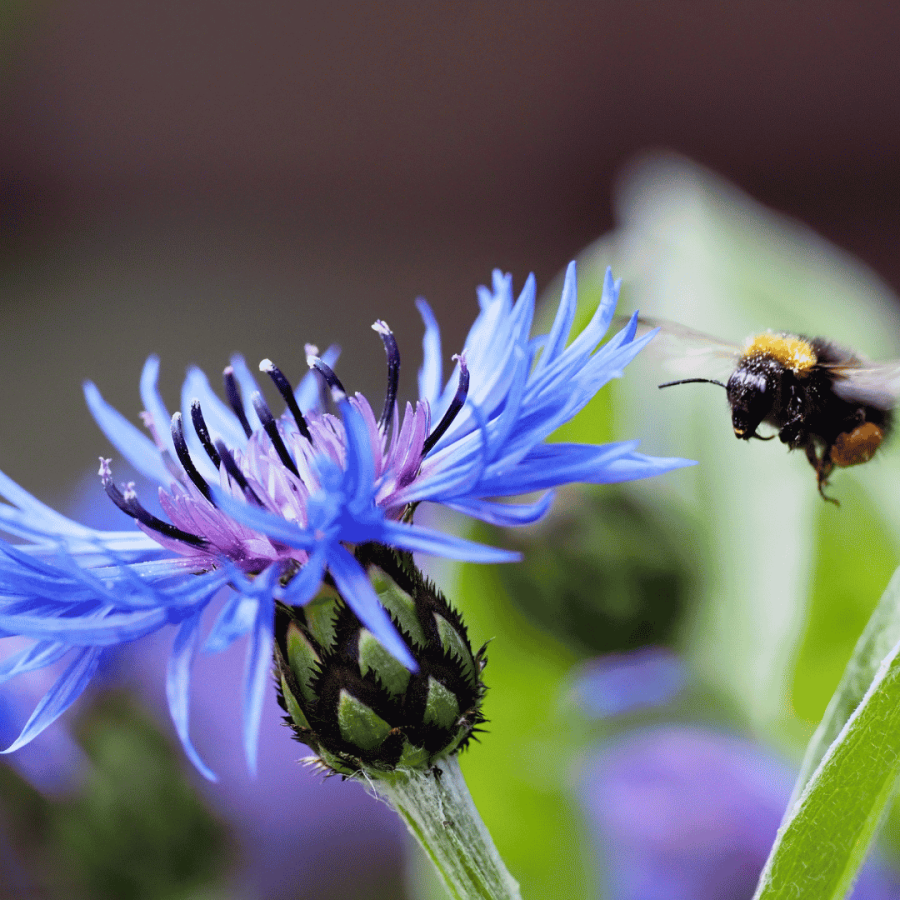 Hummel fliegt zu einer Kornblume