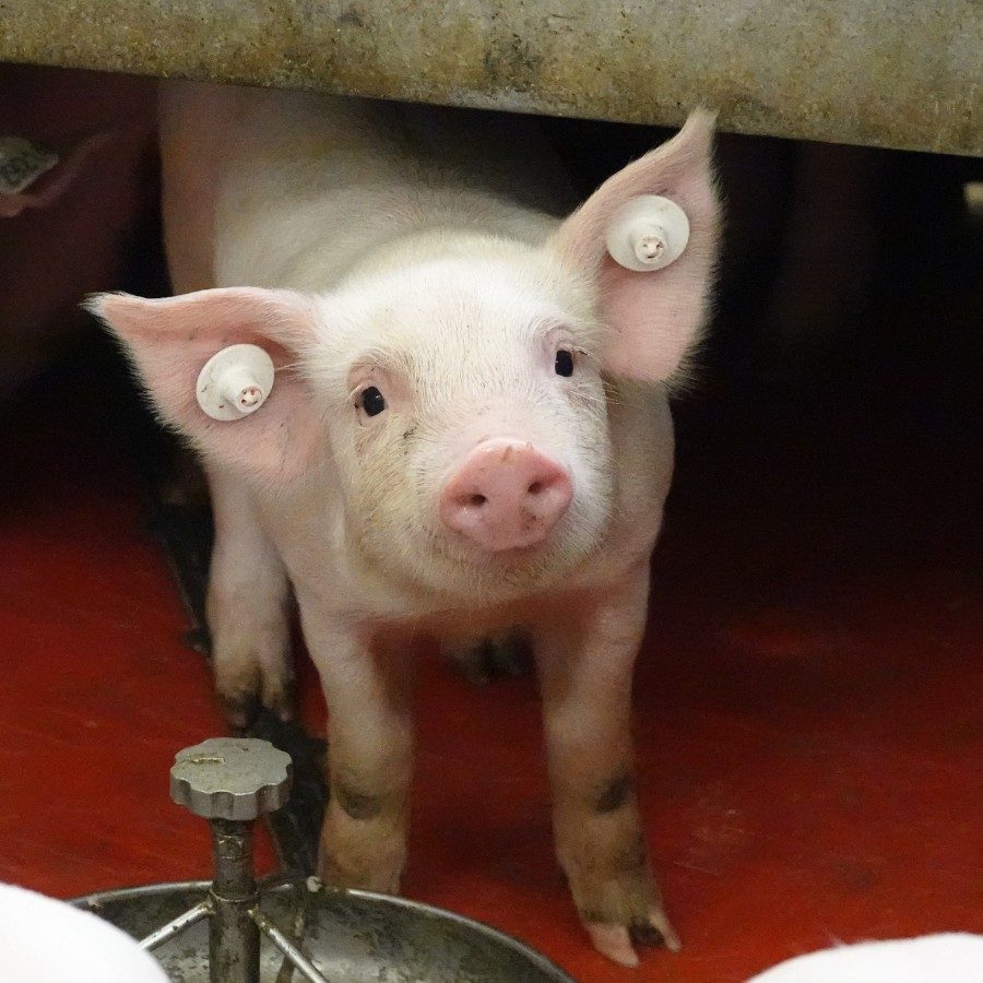 Ferkel steht im Stall und guckt in die Kamera