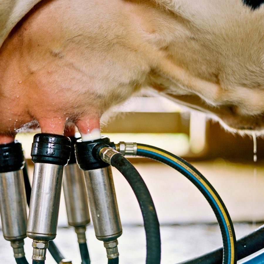 Kuheuter angeschlossen an Melkanlage